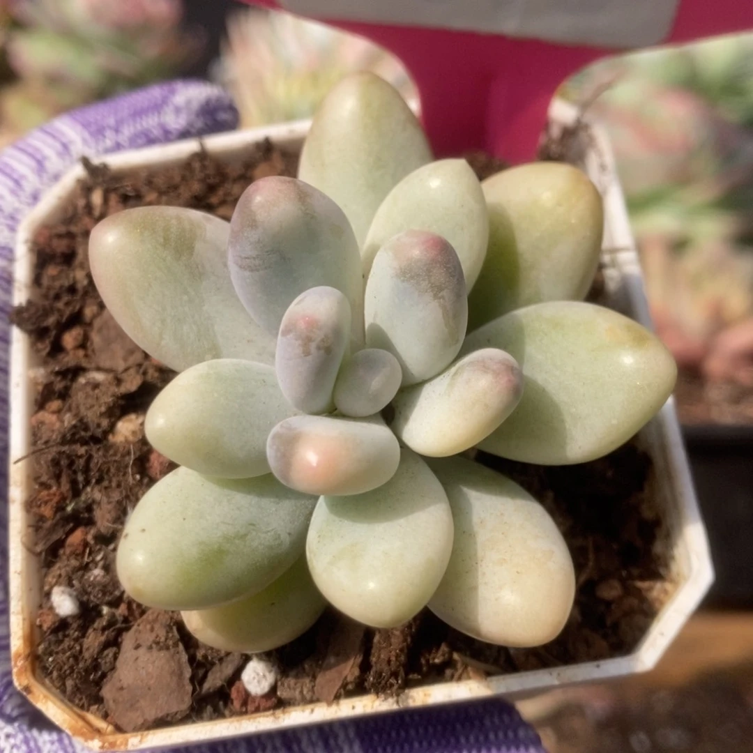 754彩虹杂锦锦锦锦锦锦