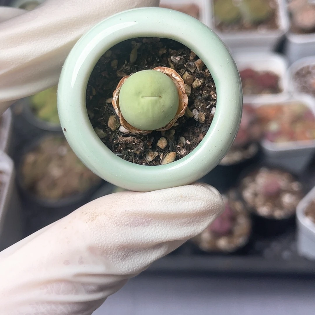 3423大棚清仓甩卖了