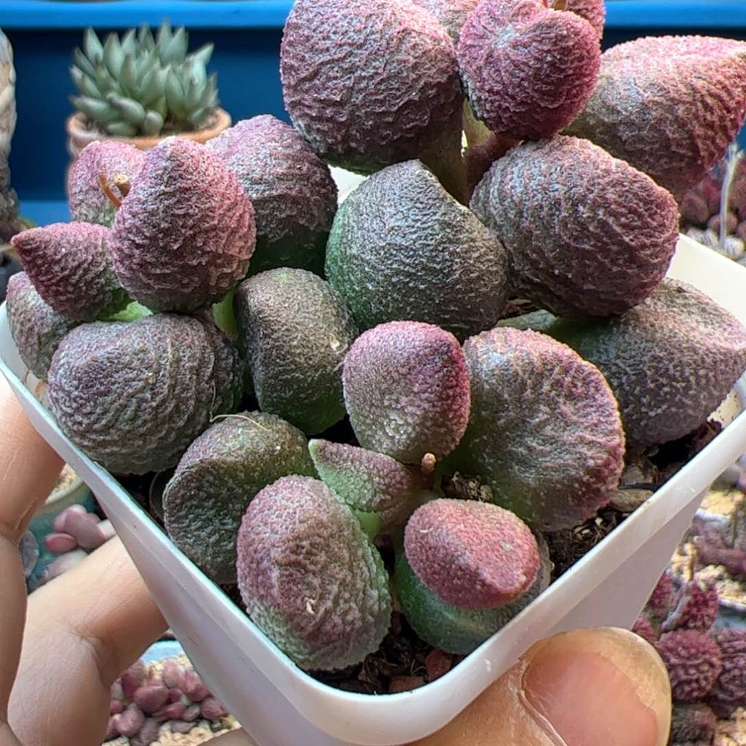 摩****）水蜜桃。