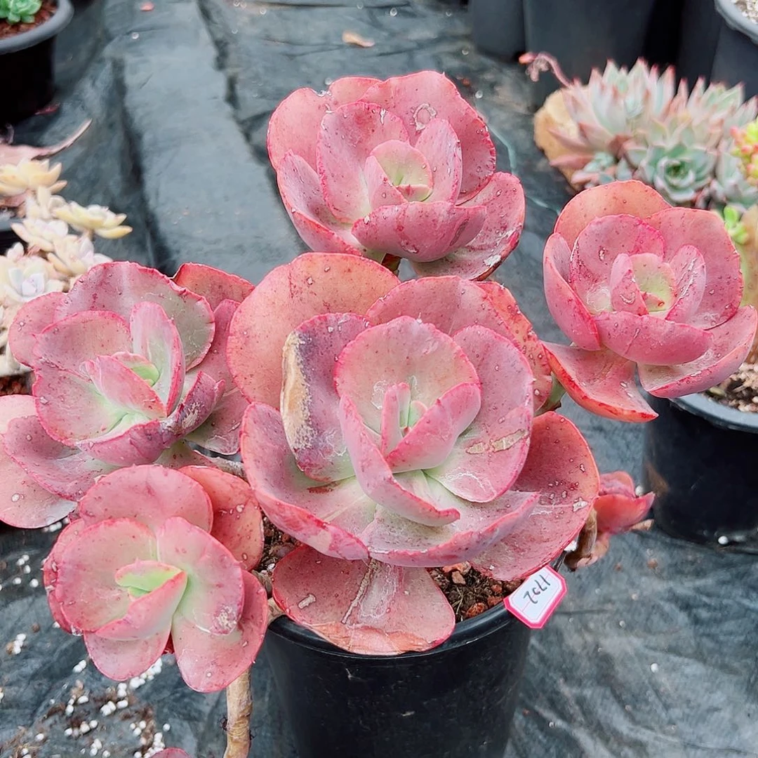 文*?秀妍多肉1702