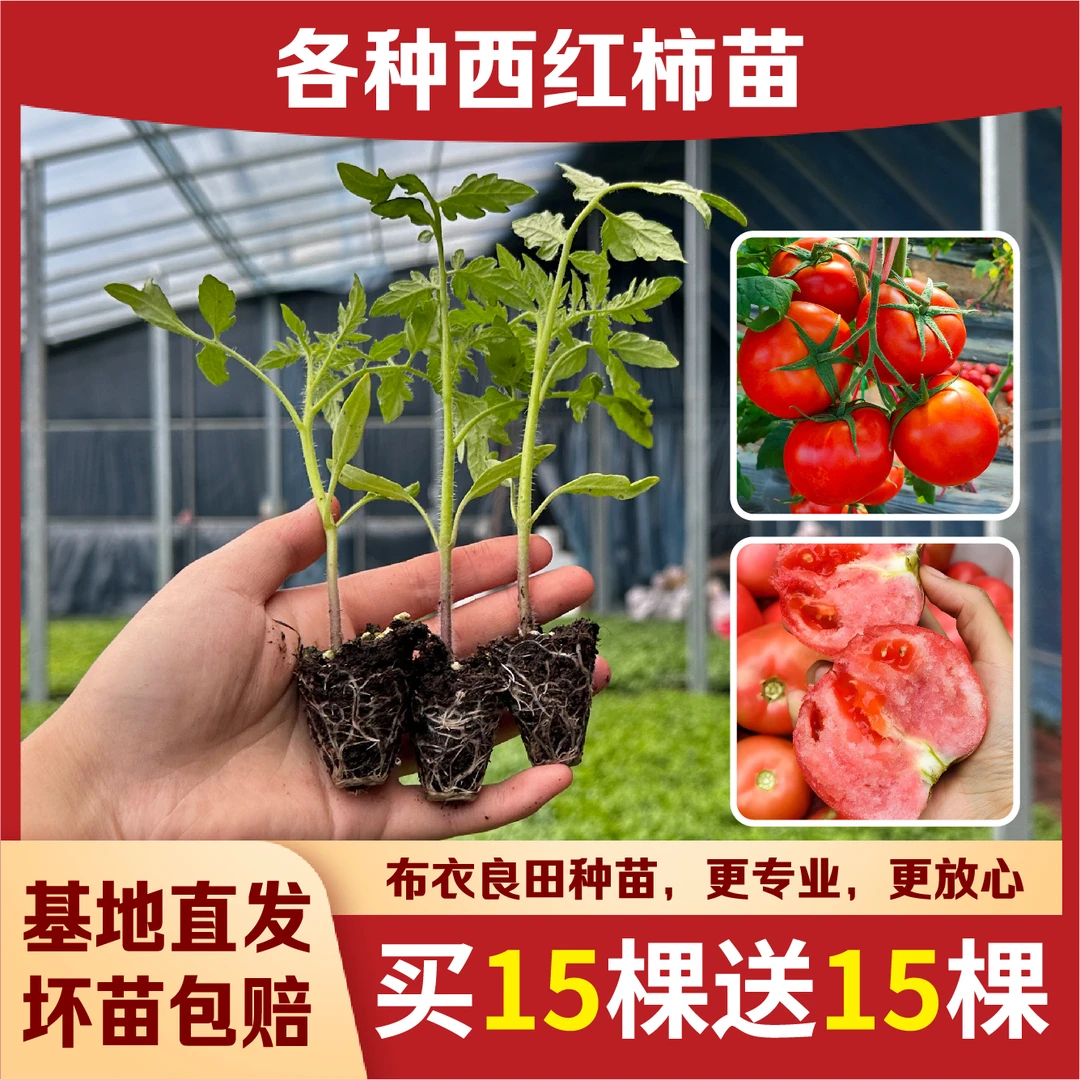 薄皮爆甜沙瓤普罗旺斯番茄苗秧口感西红柿大柿子种苗高产四季秧苗