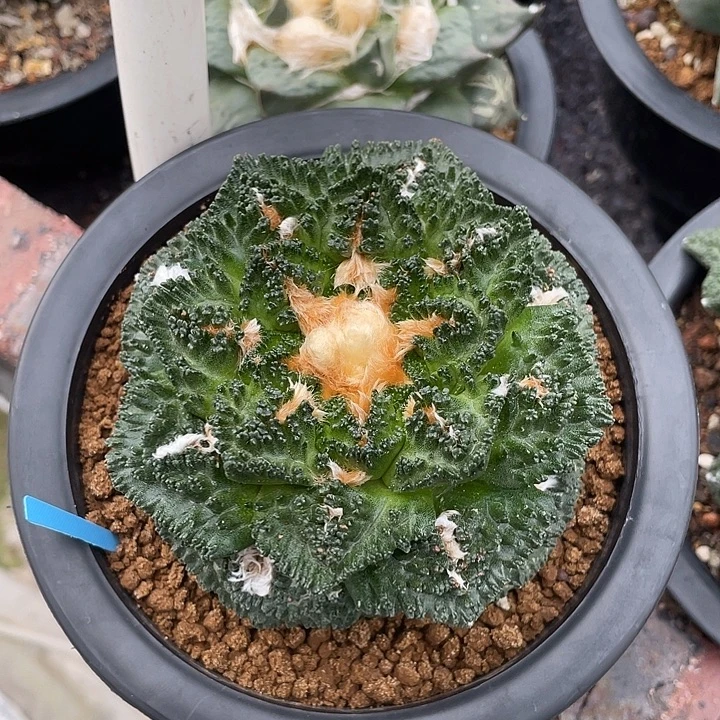 自根9.8cm割尤辛顿杂一物一拍