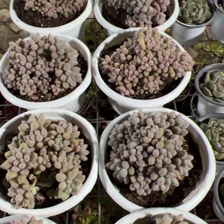 新疆包邮 星黛露