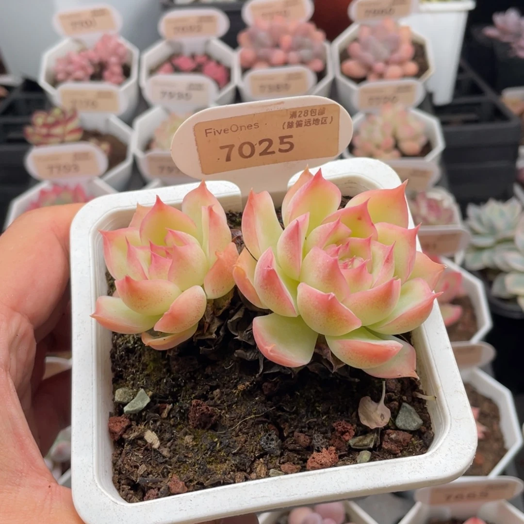 侧影7025-9.0厘米