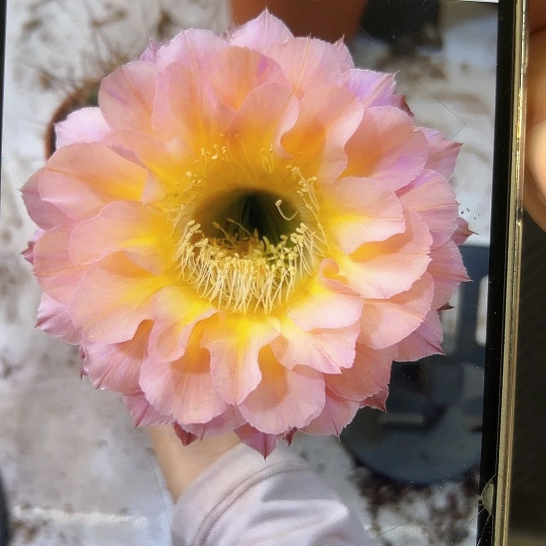 彩草1-73号7公分左右