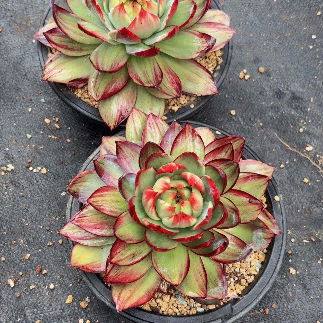 y***h哈哈哈哈哈宝贝宝贝宝贝宝贝宝贝宝贝