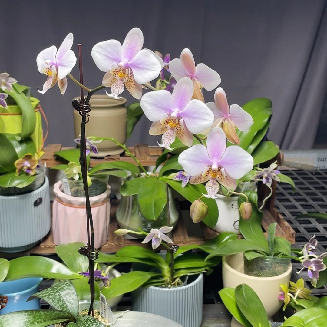 完全开放swr23pu开花株