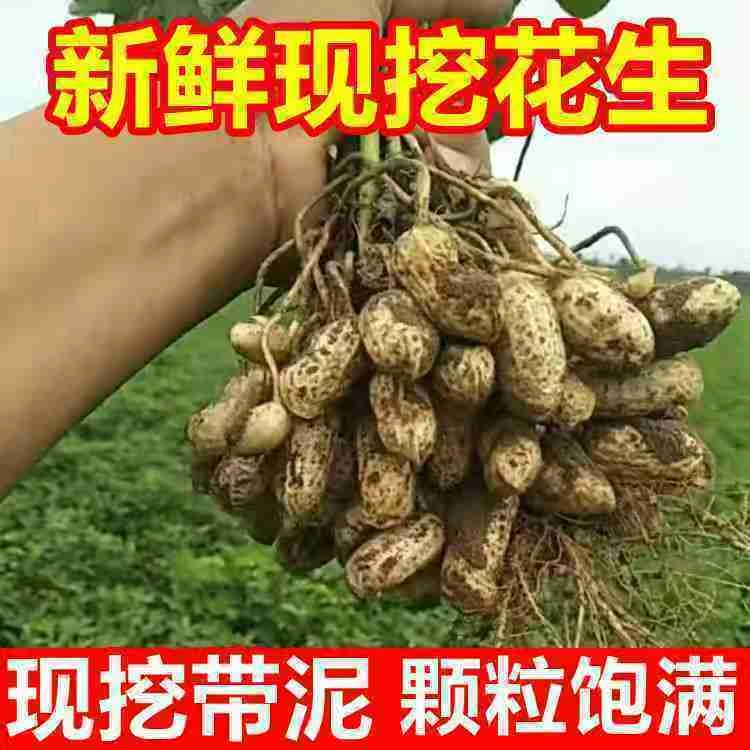 新鲜2025现挖花生鲜花粉皮水煮带泥带壳自种农家新鲜花生