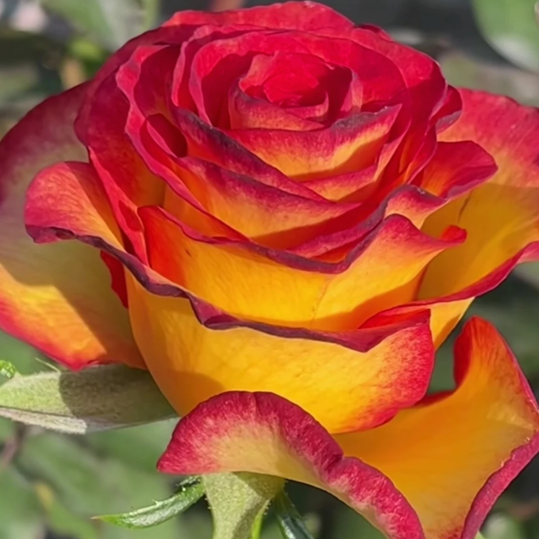 老虎 超新品进口切花月季多季节重复开花