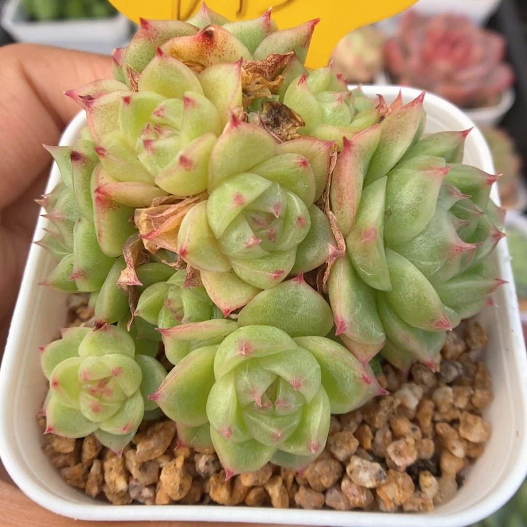 蜜蜡麦秆群生613号。