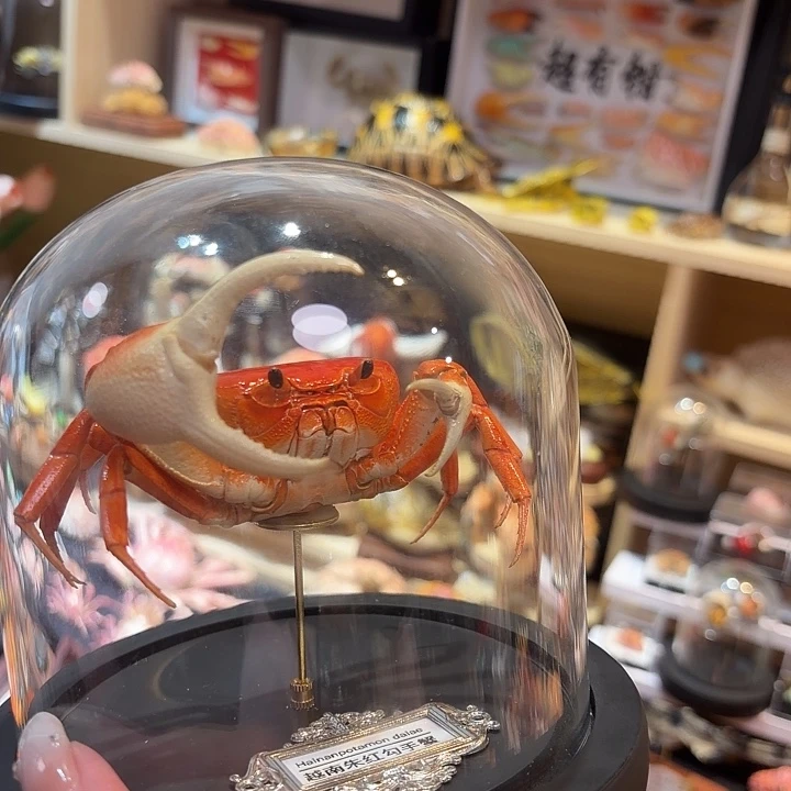 真实越南勾手蟹标本