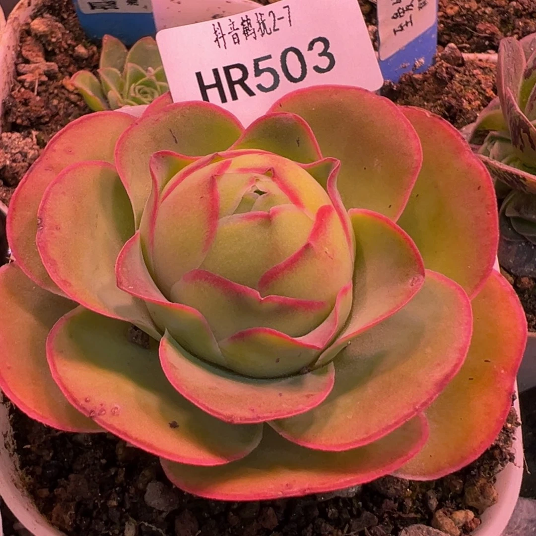HR503大包子不知名玫瑰