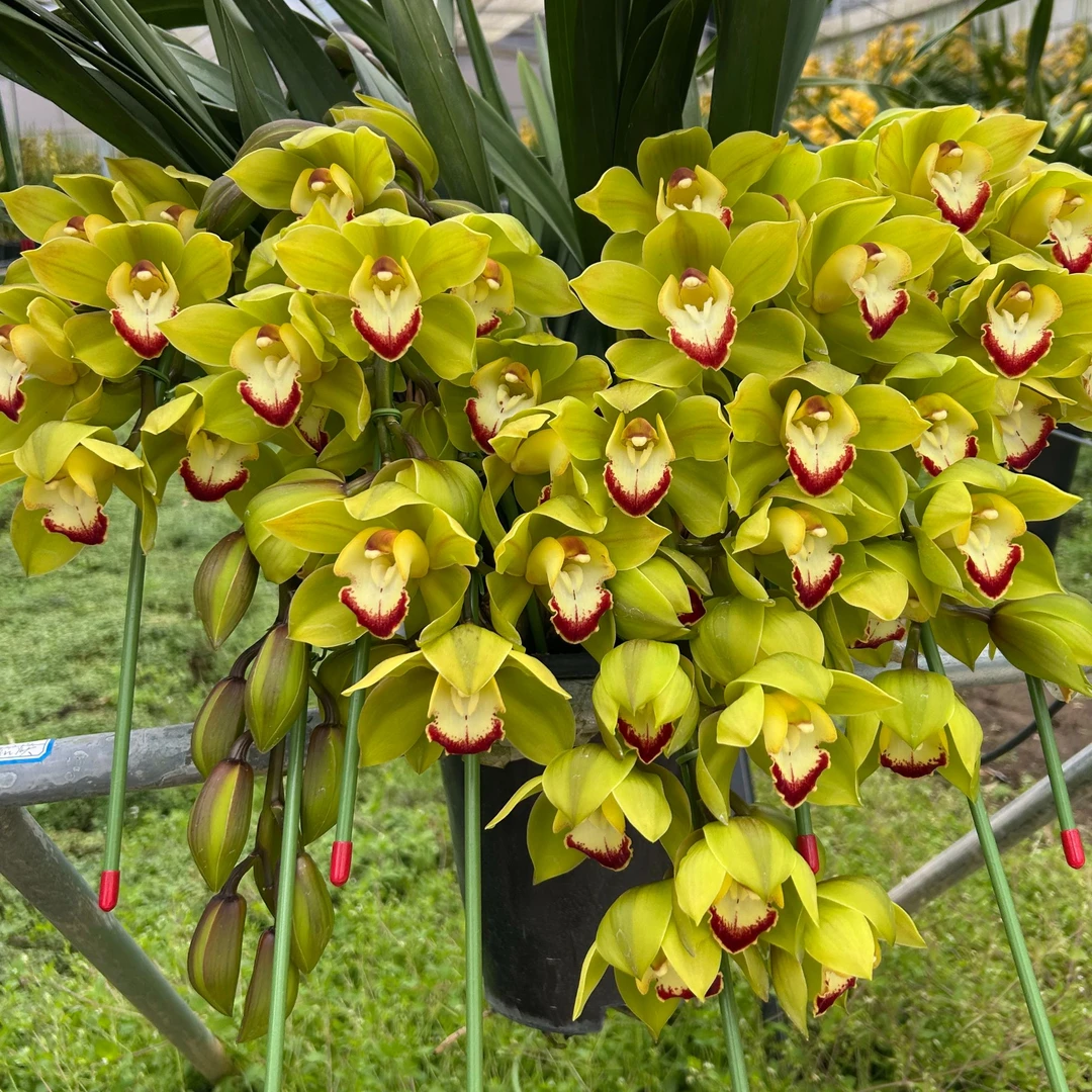 大花蕙兰：金蛇贺岁6花剑及以上拱兰