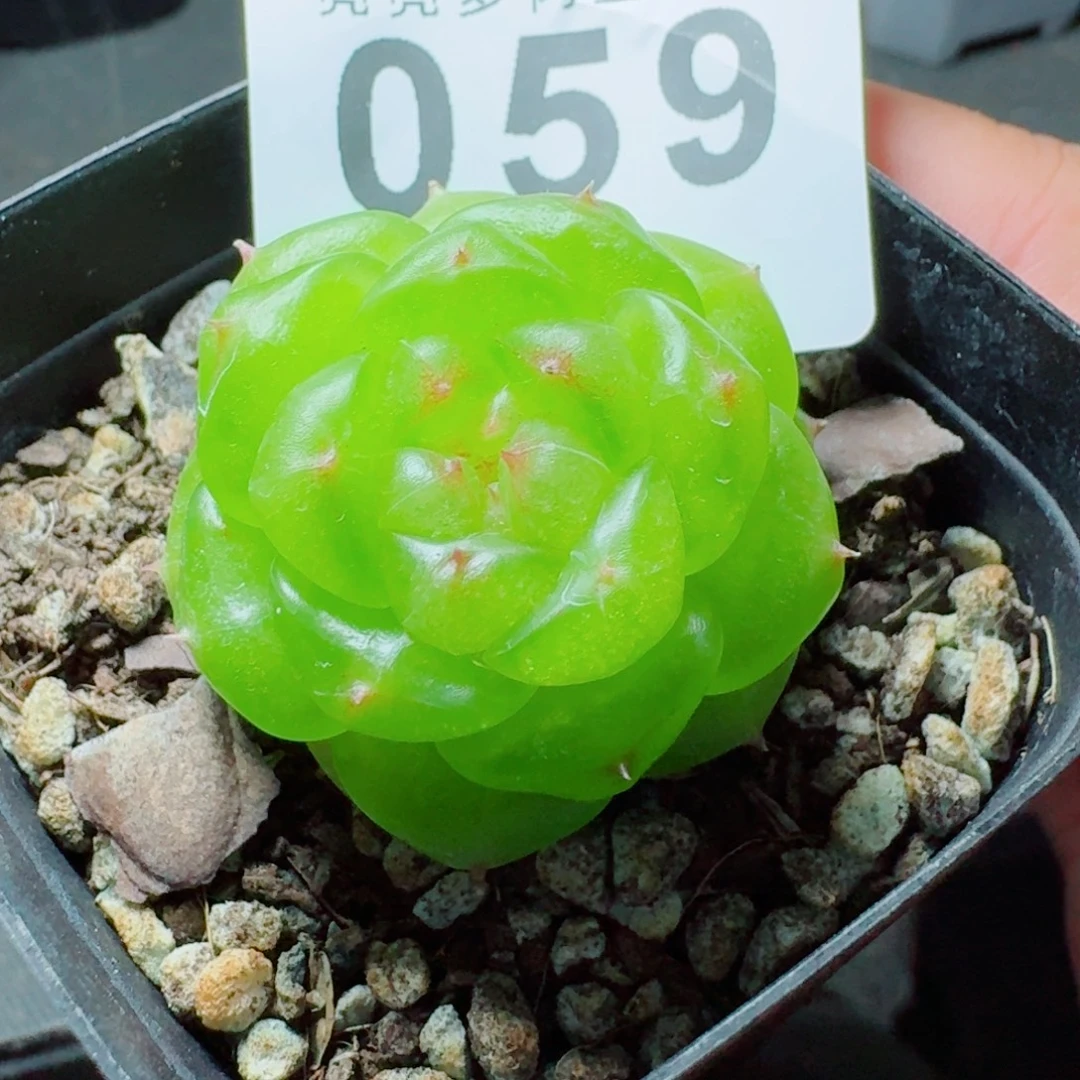 无双珍妮            精美多肉植物