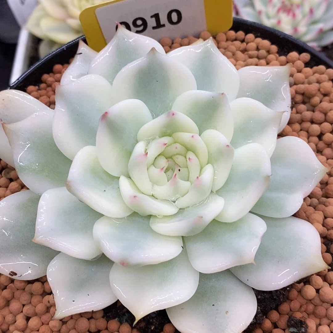 910宽锦娃娃哈哈哈哈哈哈