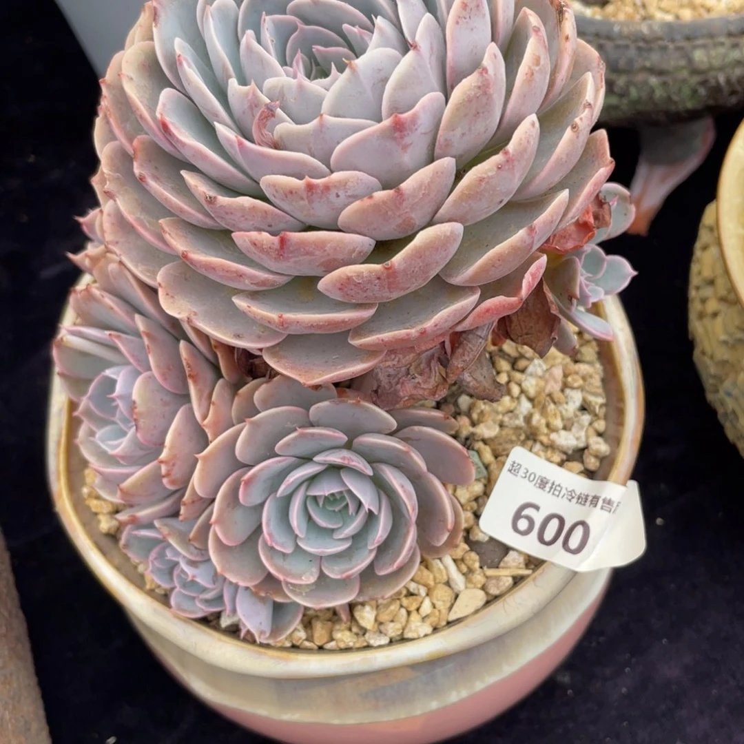 王*艳600天赐群生多肉植物老桩