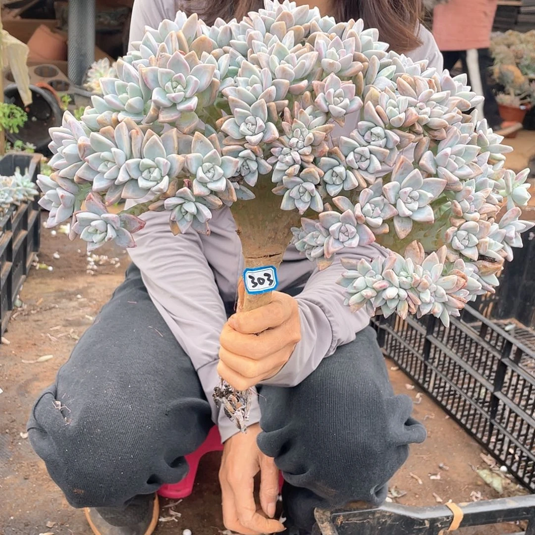 303瑕疵一物一拍淡雪缀