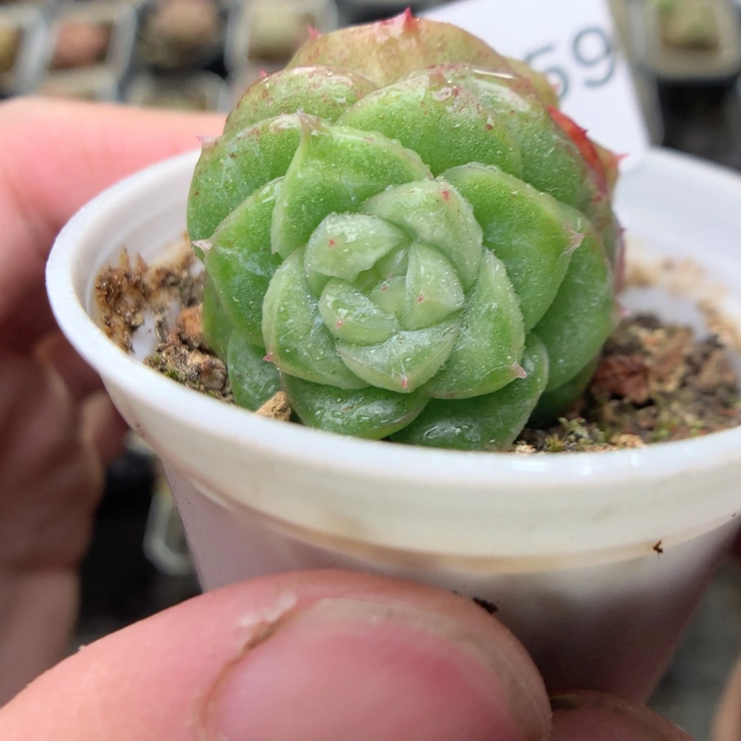 V159y y y yy y y y y