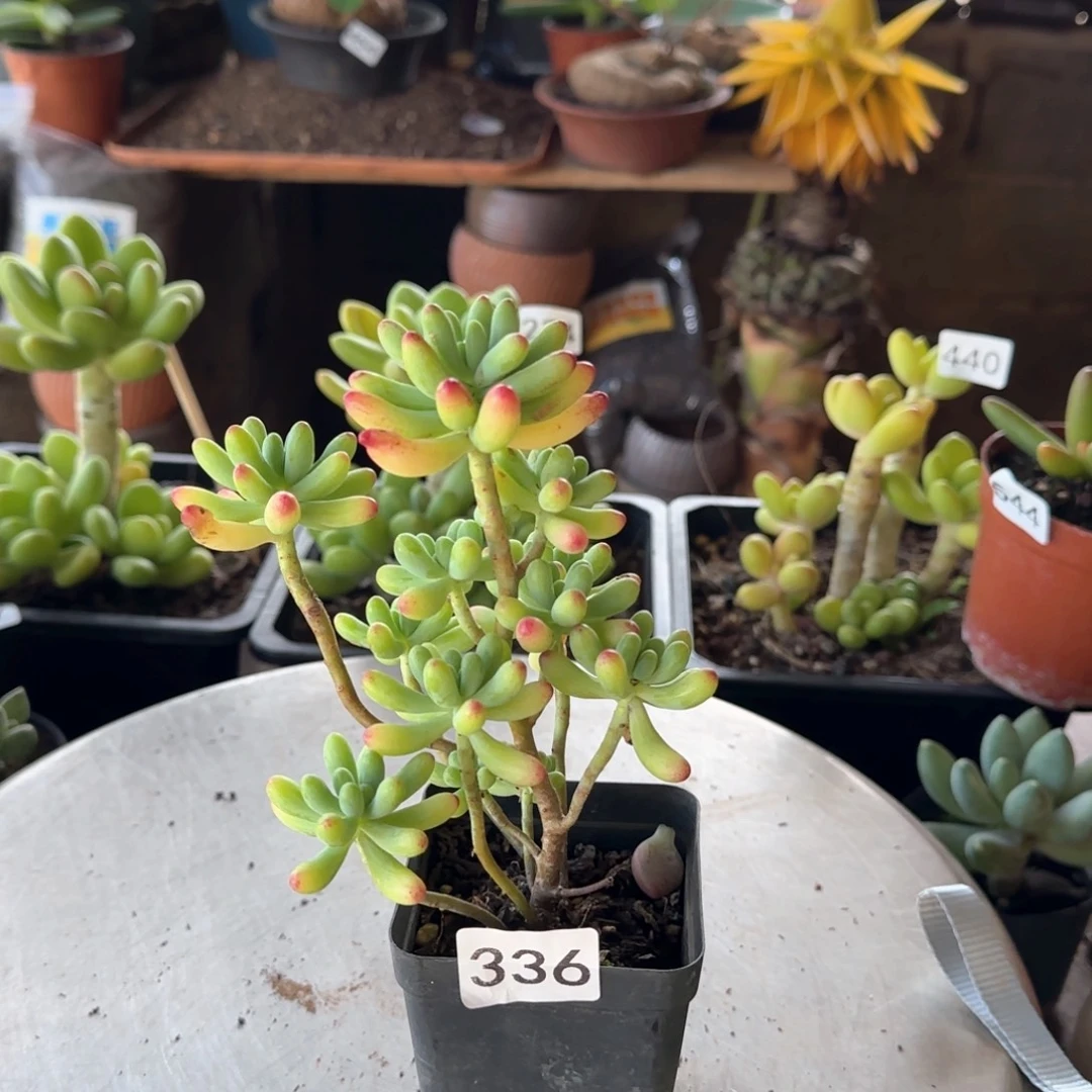 336号 一物一拍 一物一拍