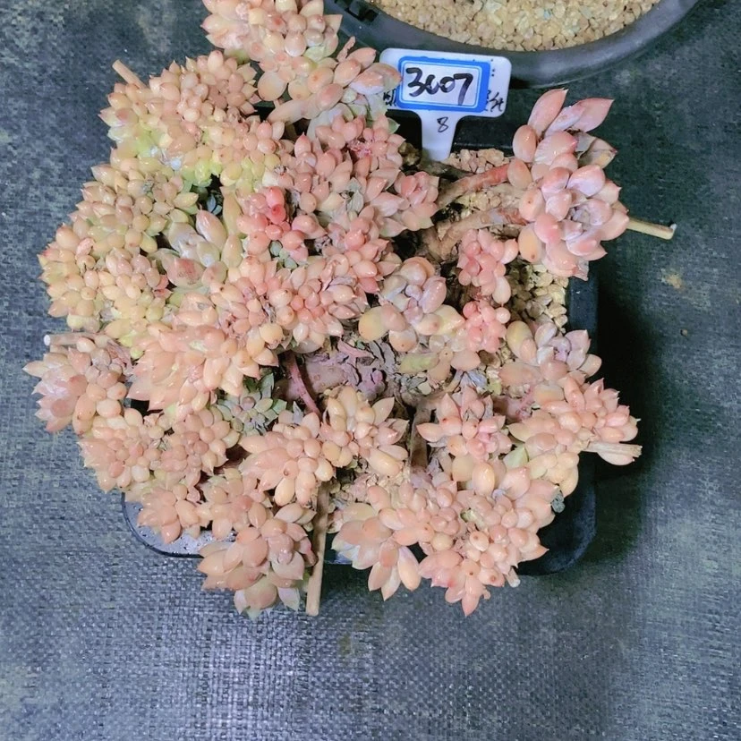 【闪购商品】星*谷3007寄养