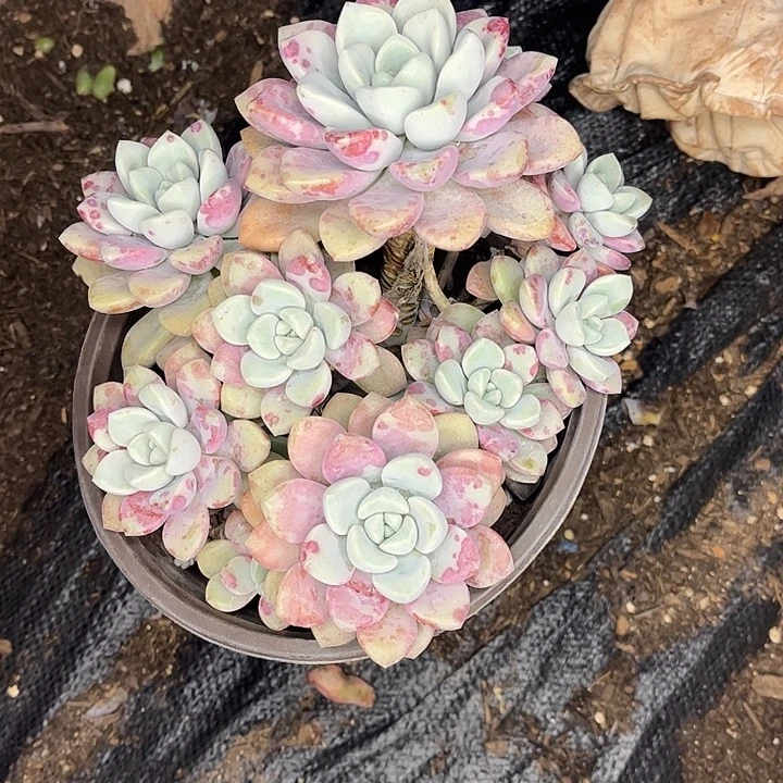 钰***钰花瓣鹿群生，一物一拍