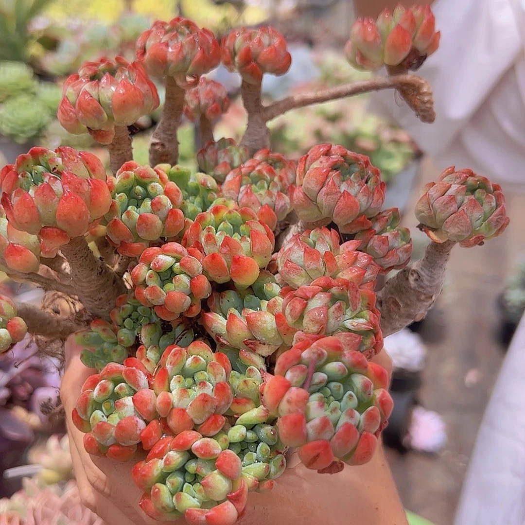 蓝苹果 多肉植物