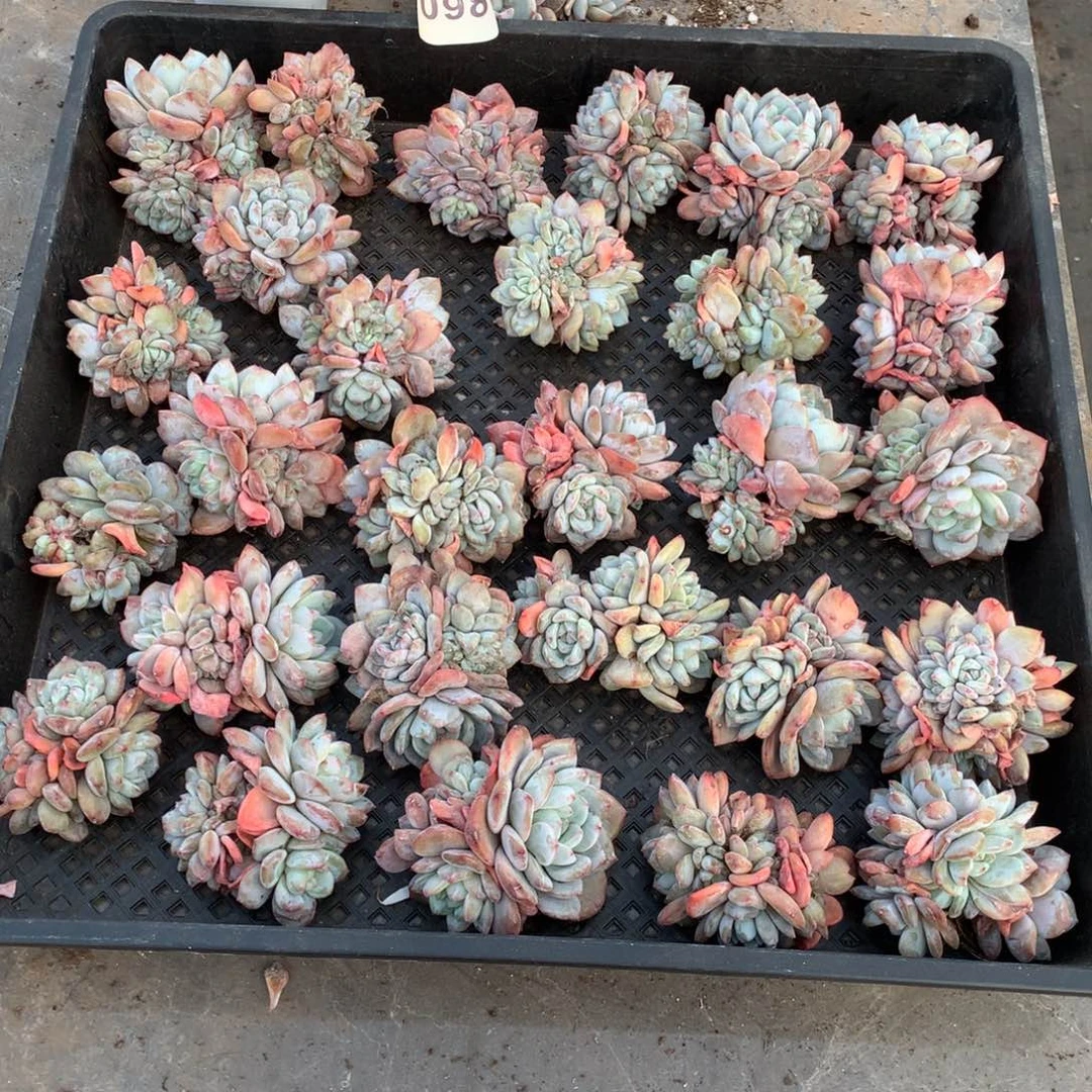 098橙子多肉植物组合