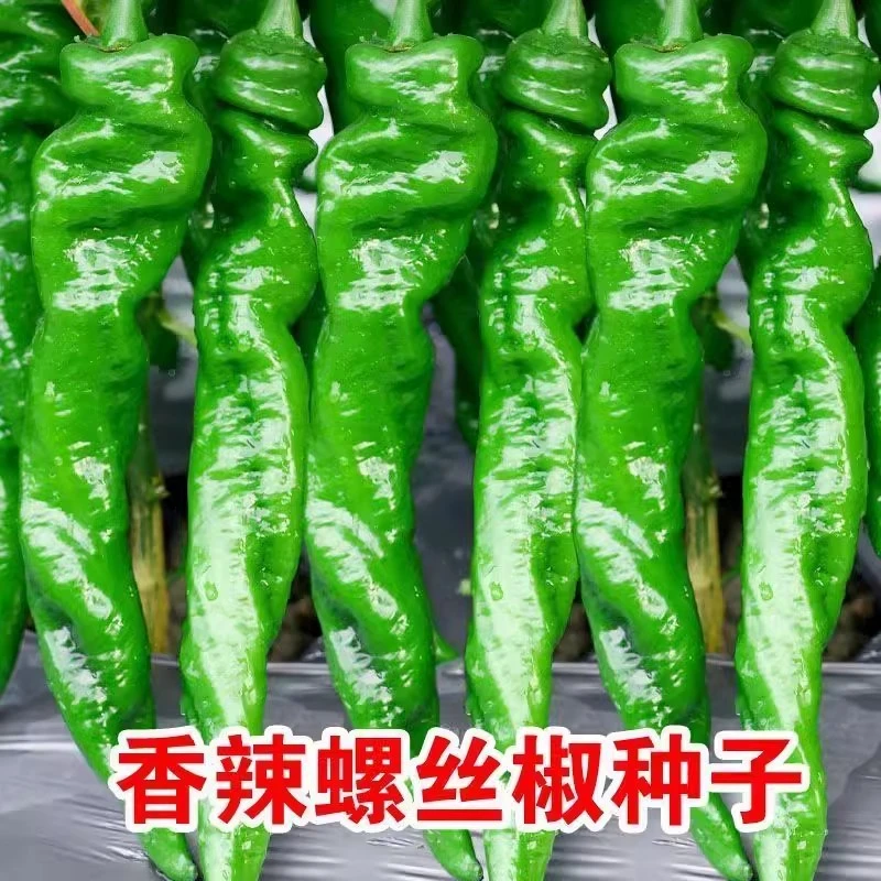 大果螺丝椒种子中辣高产辣椒春季大田庭院可盆栽易种辣椒蔬菜种子