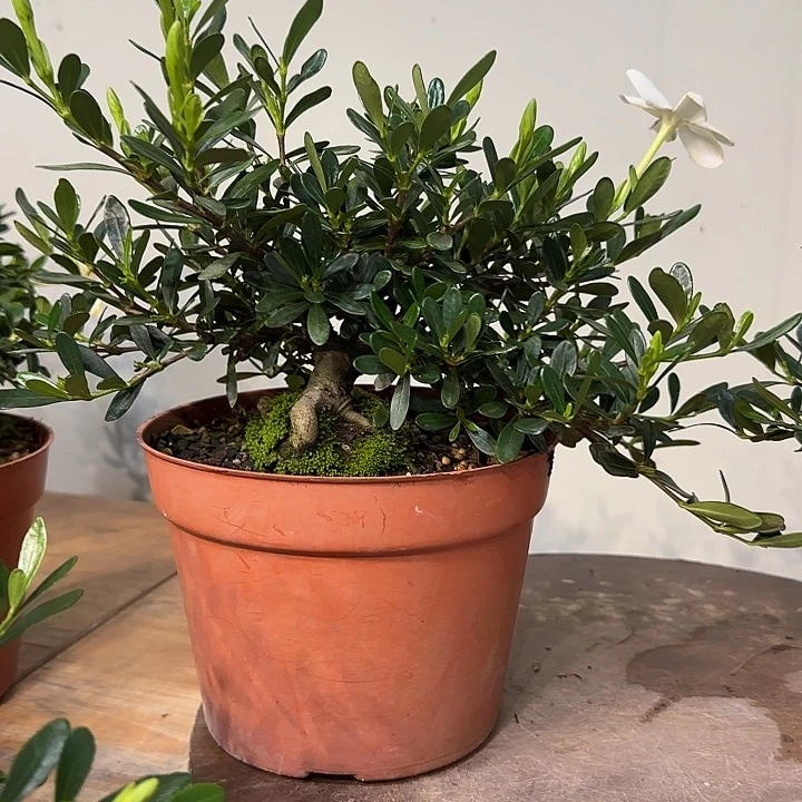 用***朵无花朵腊玉栀子花