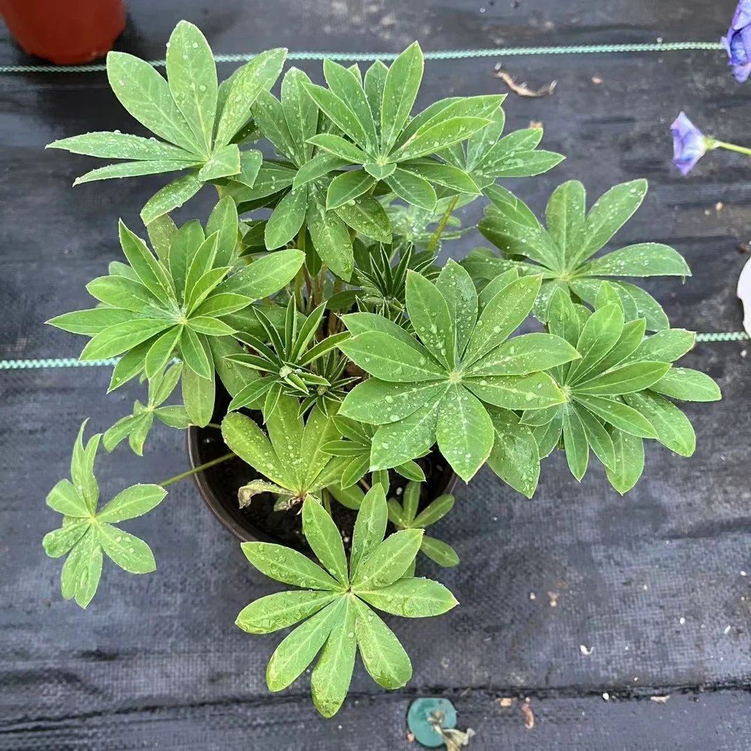 【鲁冰花】羽扇豆盆栽大苗阳台庭院花园耐寒好养多年生花卉