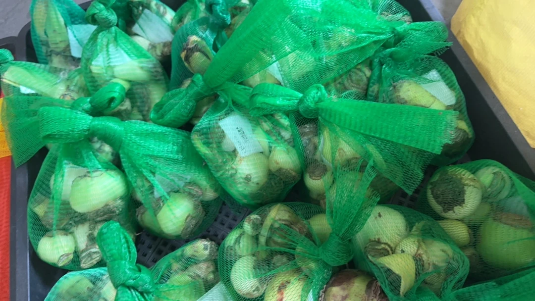 S孤挺花园 BQ残次盲盒 裸球