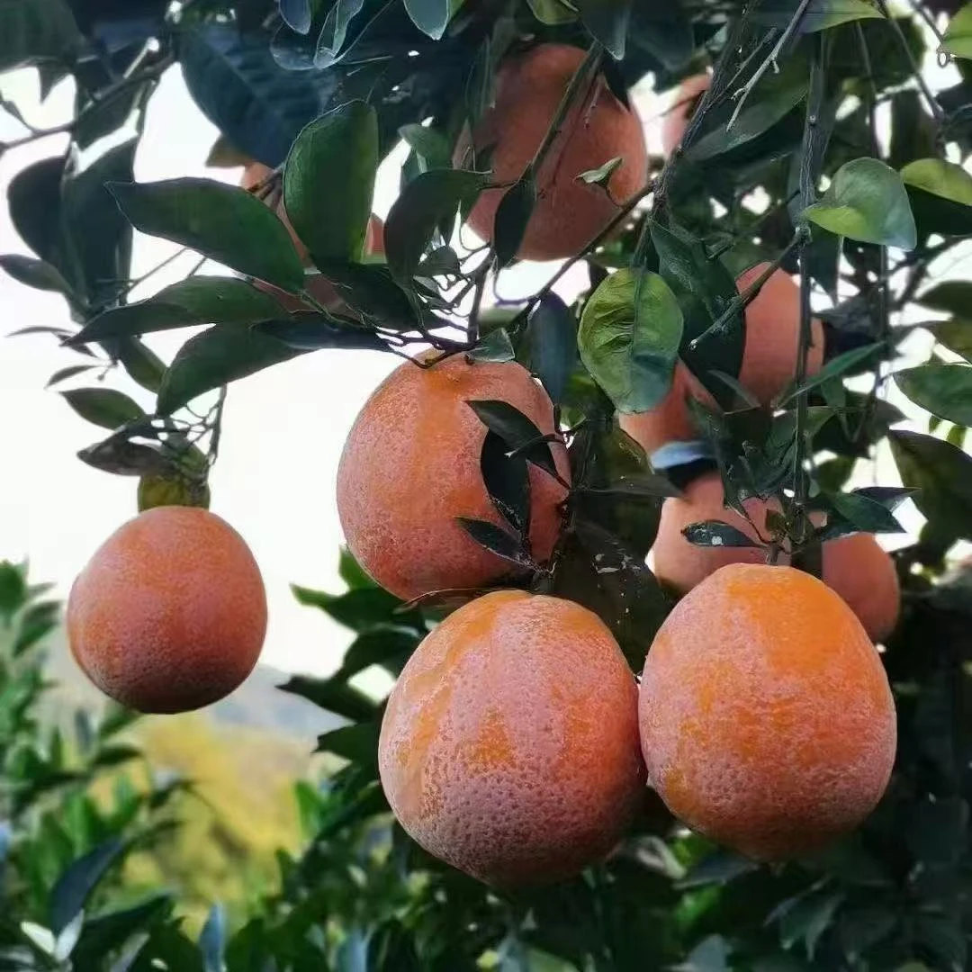 崇义龙勾非遗石灰橙正宗赣南脐橙现摘现发果农直供鲜嫩多汁水份足