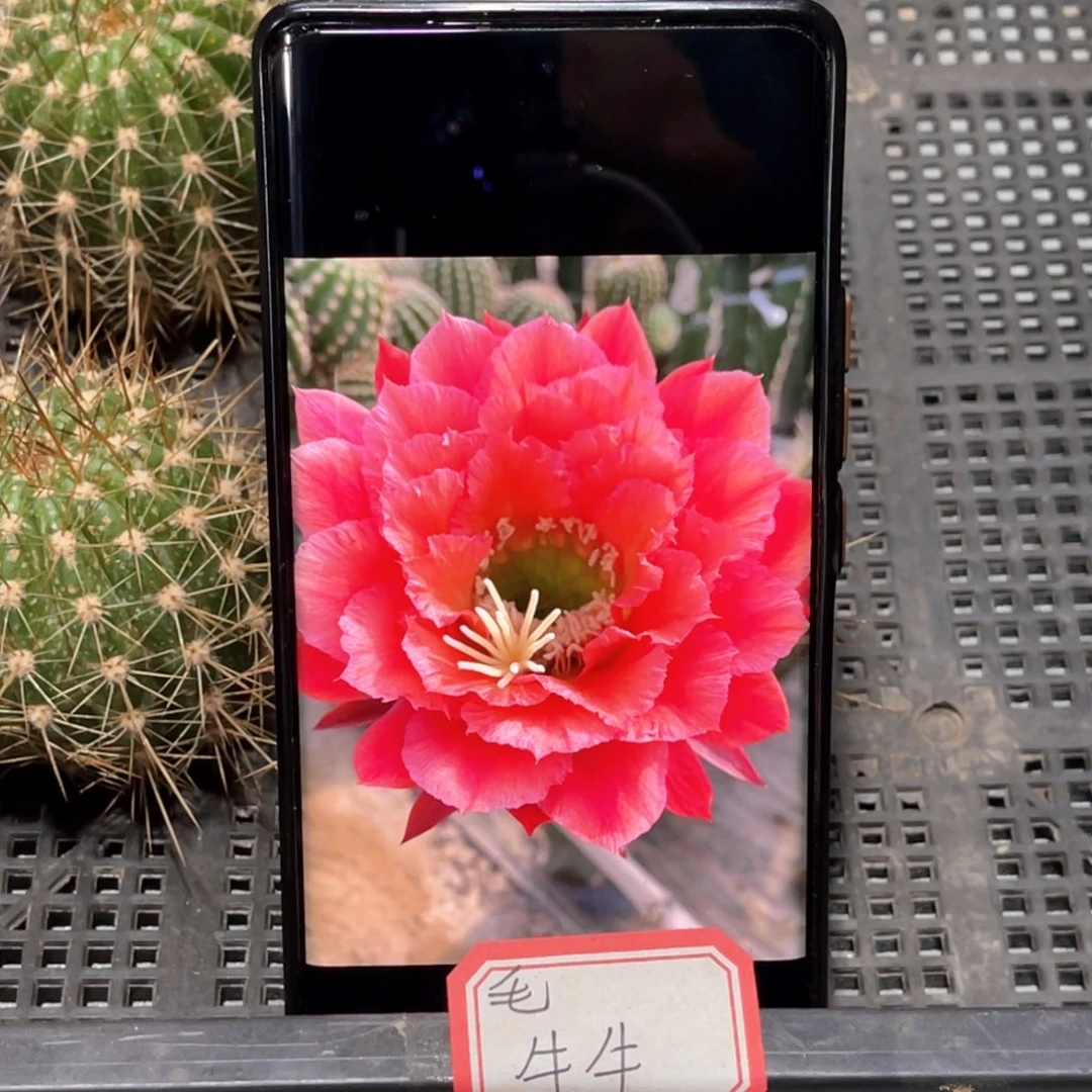 毛 牛牛侧芽 歪 满20包邮5公分以上