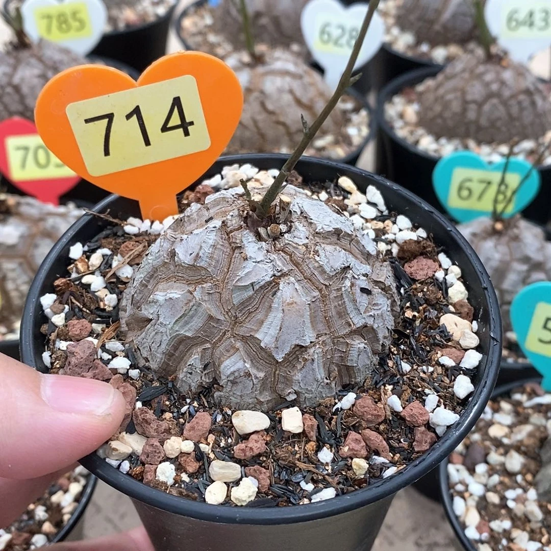 南非龟甲龙龟甲龙