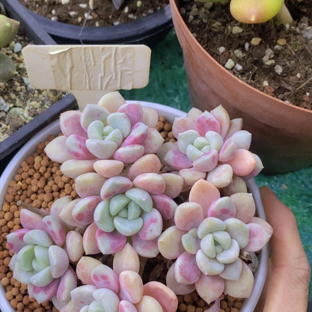 开心多肉，专场4开始了，5给1