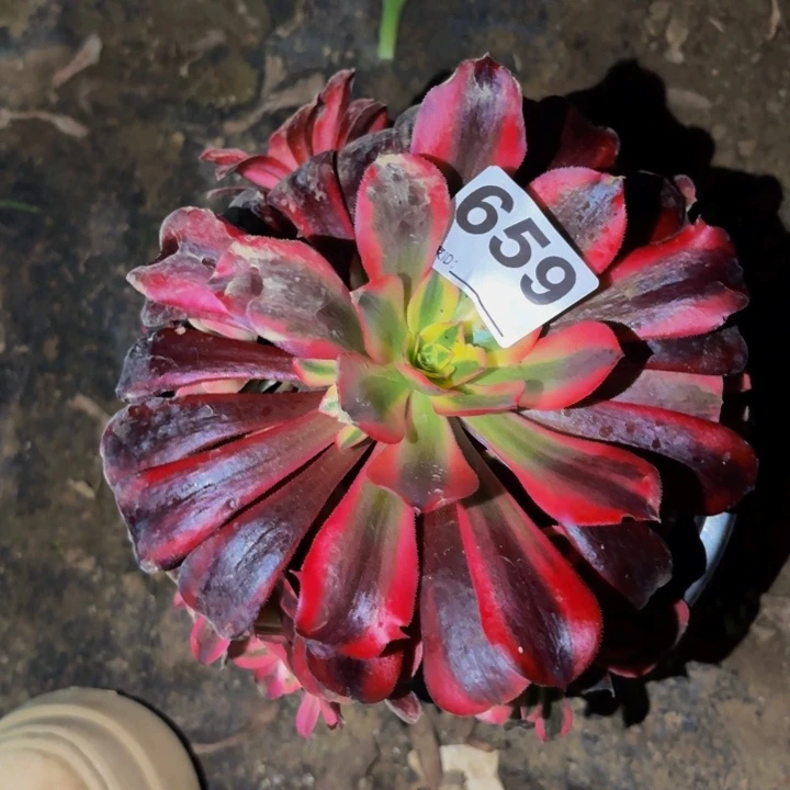 659蛇毒美杜莎多肉植物