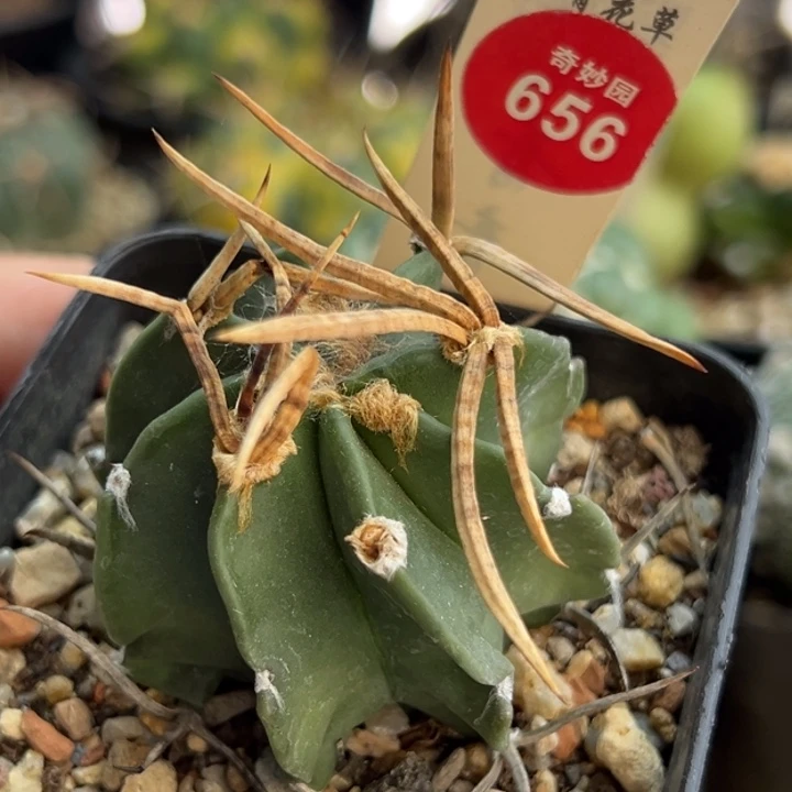 实生水牛角豪刺大凤玉4.7cm