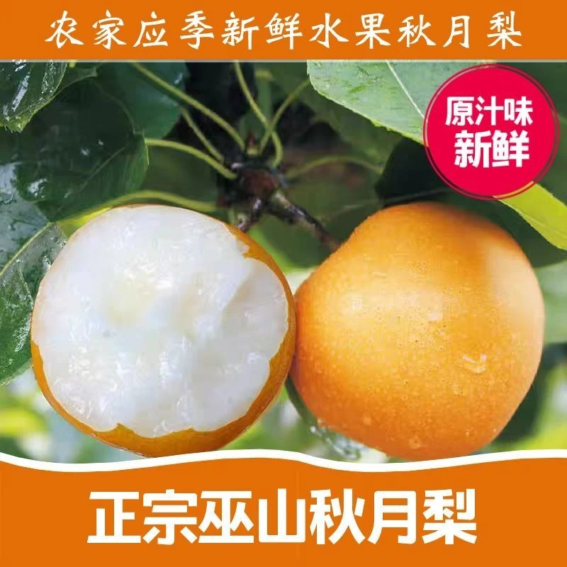 重庆正宗巫山金坪秋月梨新鲜现摘现发脆甜多汁当季水果