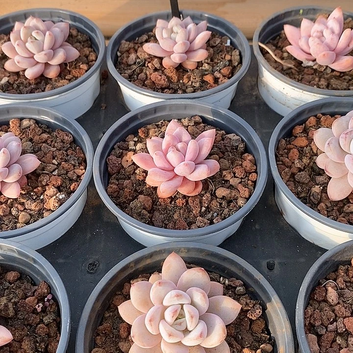69星星雪单头 福利