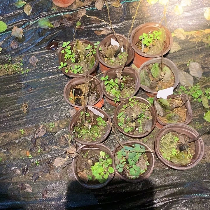 无花朵富士之子嫁接苗26.8