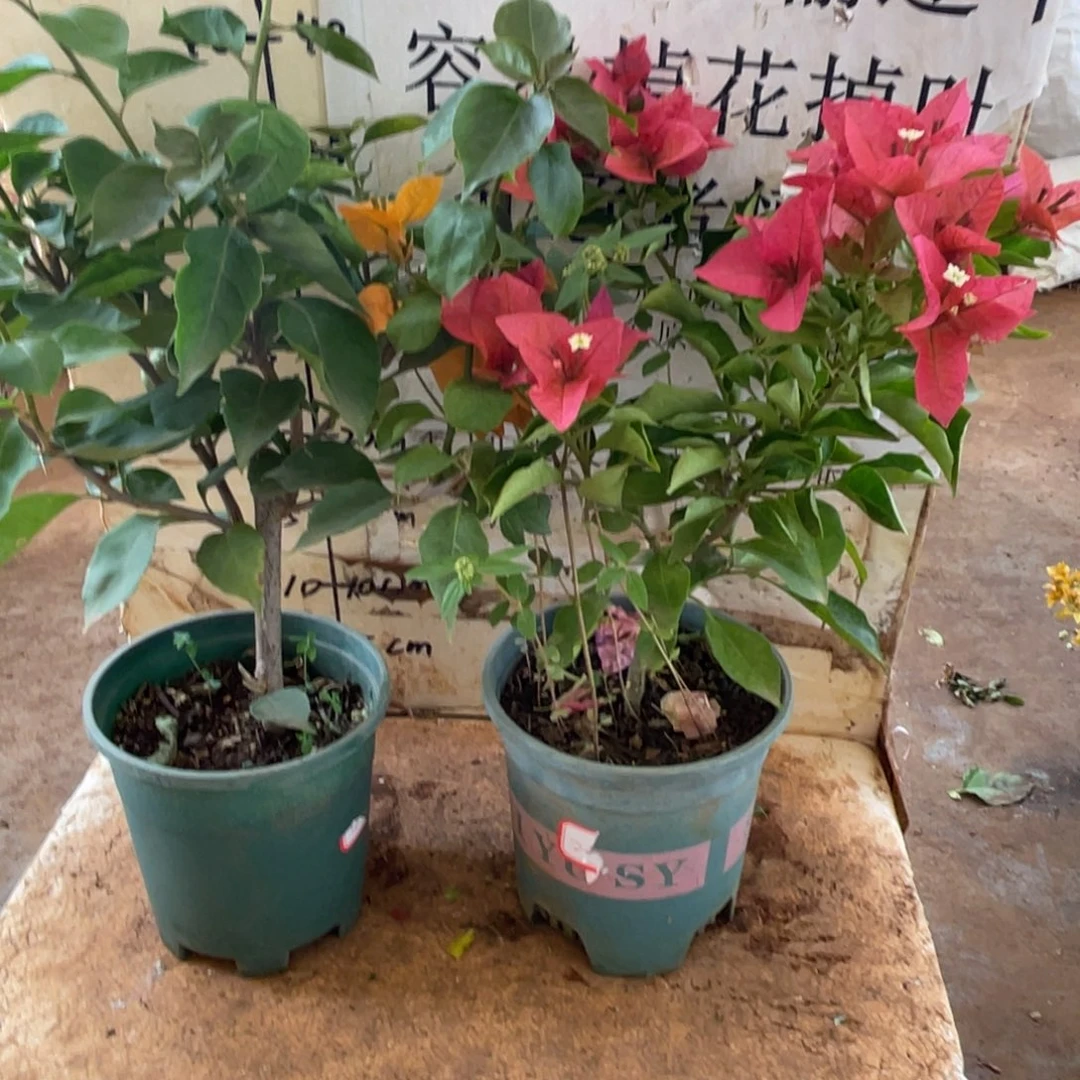 法***柜当前无花栽培后可以开花1-6663