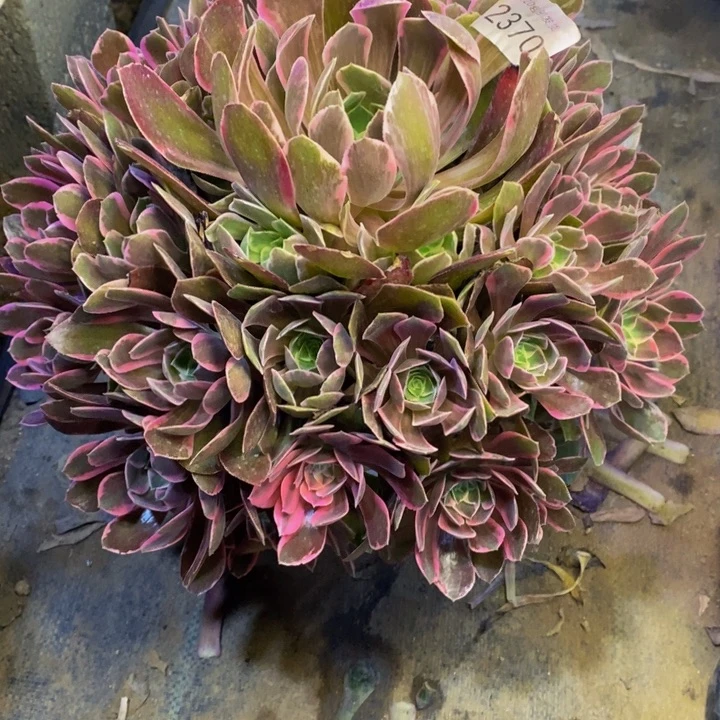 浣纱多肉断头不包2370