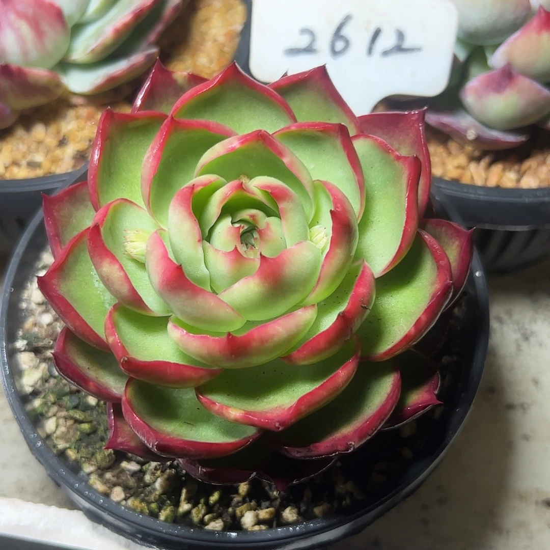 惊鸿仙子一物一拍2612号