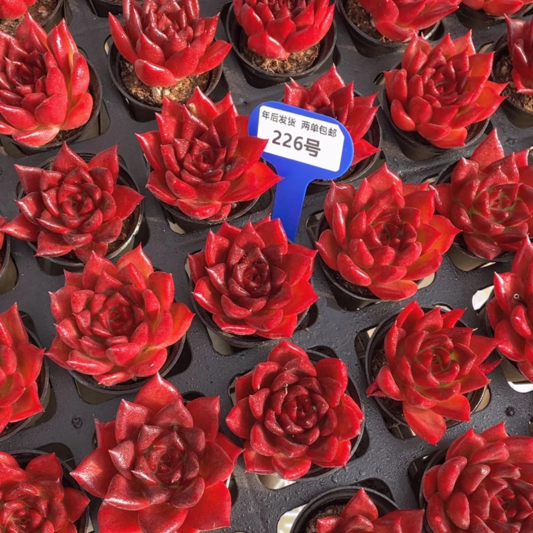 226号全红油亮罗卡单头一个