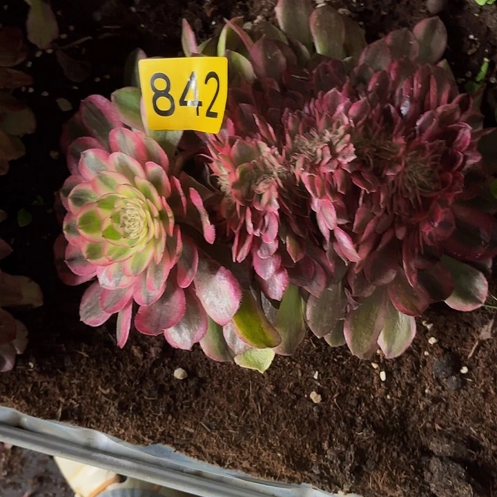 冷*?多肉植物福利842