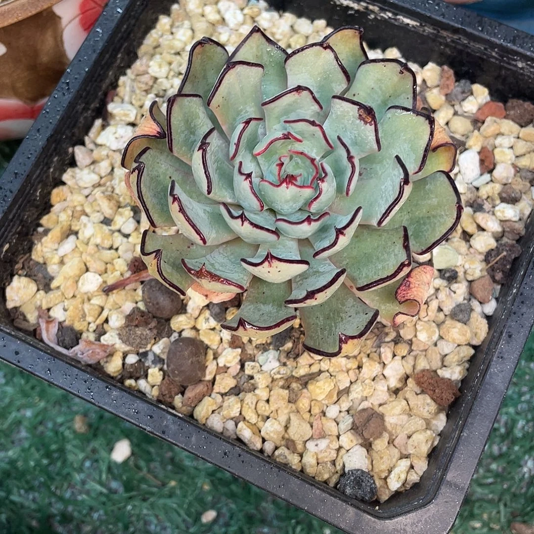 剑斯洛娃一物一拍28包邮非偏远