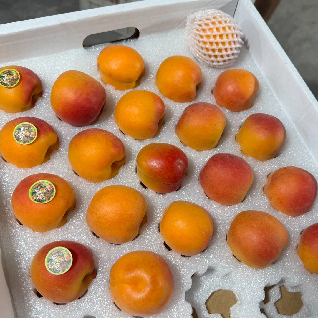 【甜嫩味浓】崂山蜜杏越放软越好吃肉厚核小皮薄多汁顺丰
