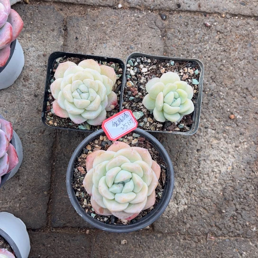 多肉植物多肉植物