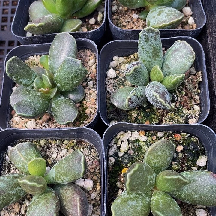 紫库博水泡带盆土发