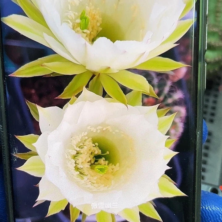 Cc143侧芽4公分以上满18包邮